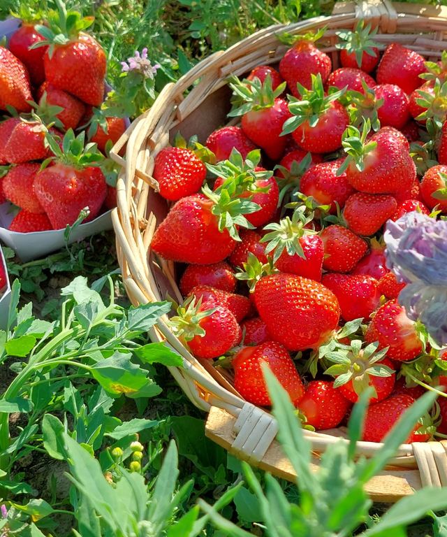 Twee manden vol pas geplukte aardbeien in het gras.