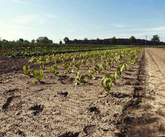 Rijen jonge slaplanten in pas bewerkte aarde, met een hoeve in de verte.